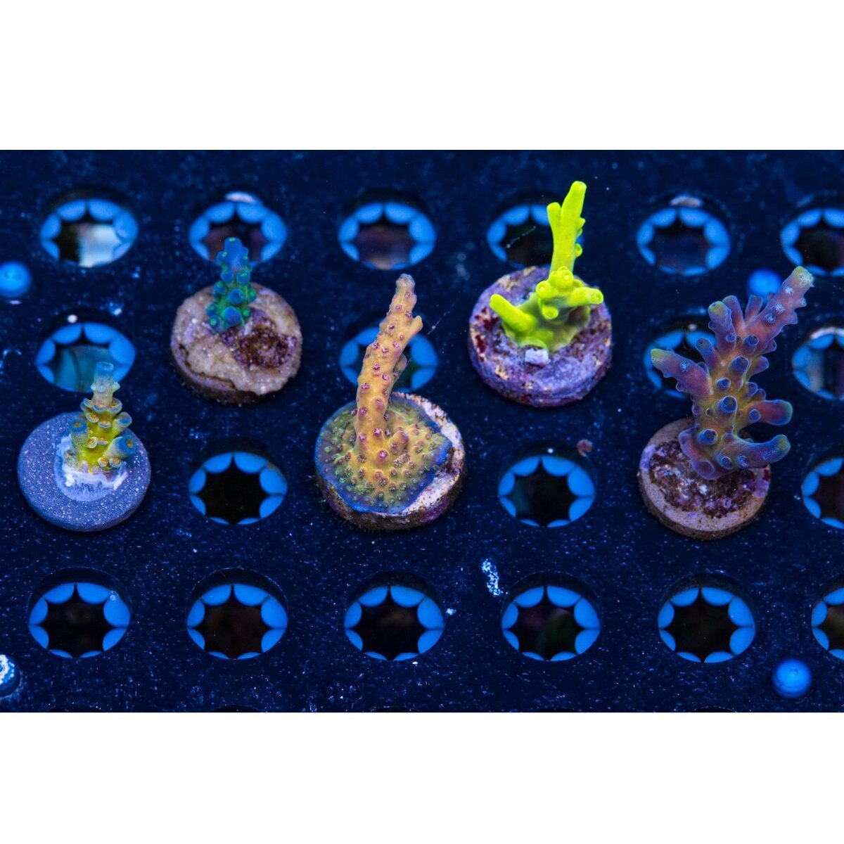 DW Aquarium WWC Style Special Acrylic Magnetic Coral Frag Plugs Rack Holder Fish Tank Collapsible Angle Adjusting Bracket Rack