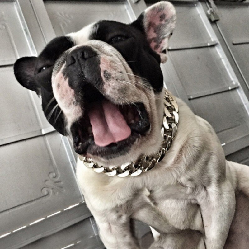 Lien cubain épais chaîne dorée chien chat animaux collier de sécurité collier pour animaux de compagnie pour Pit Bull, dogue, bouledogue, grandes races