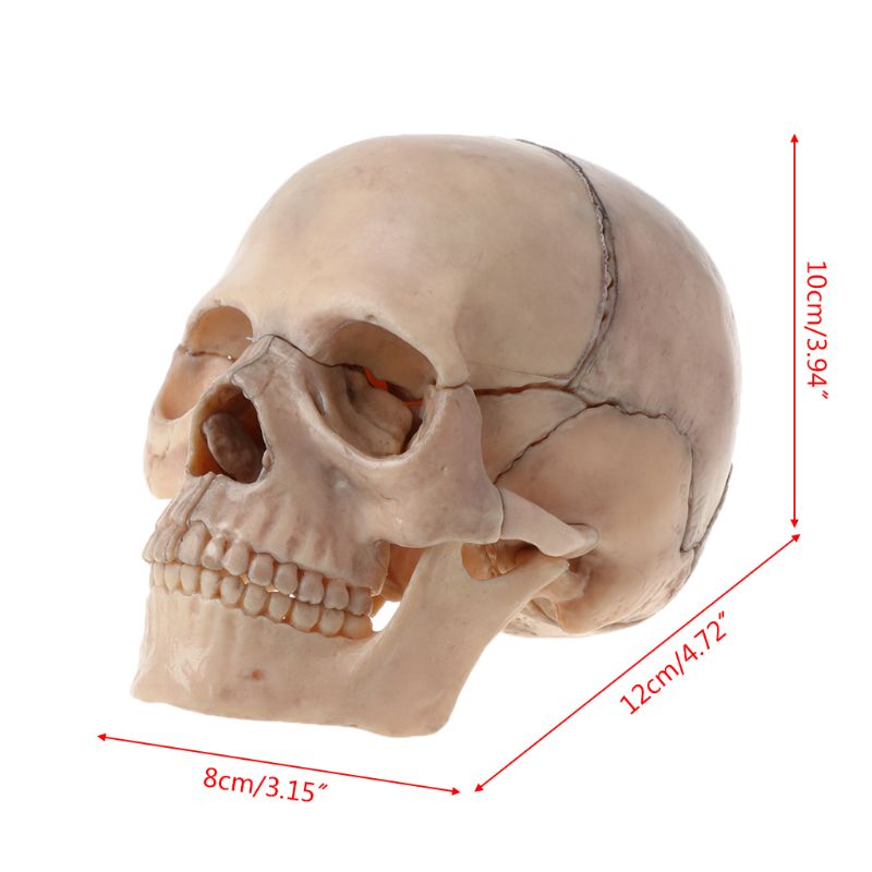 15 Stks/set 4D Gedemonteerd Schedel Anatomisch Model Afneembare Onderwijs Tool