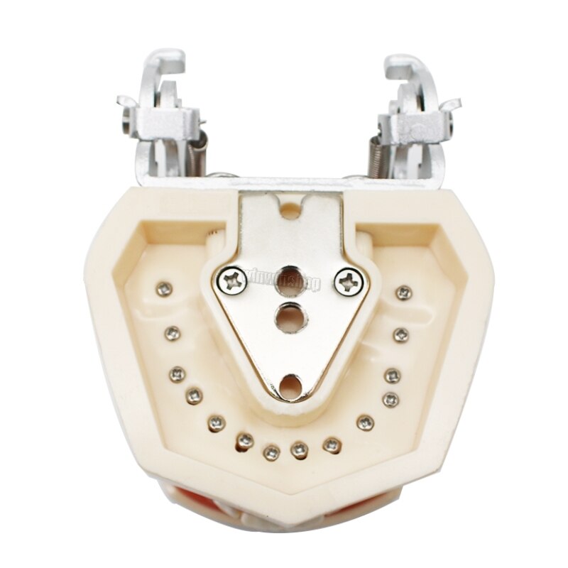 Dental Teaching Model Teeth model gum Standard Model with 28/32 Screw-in Teeths Demonstration Soft Gum