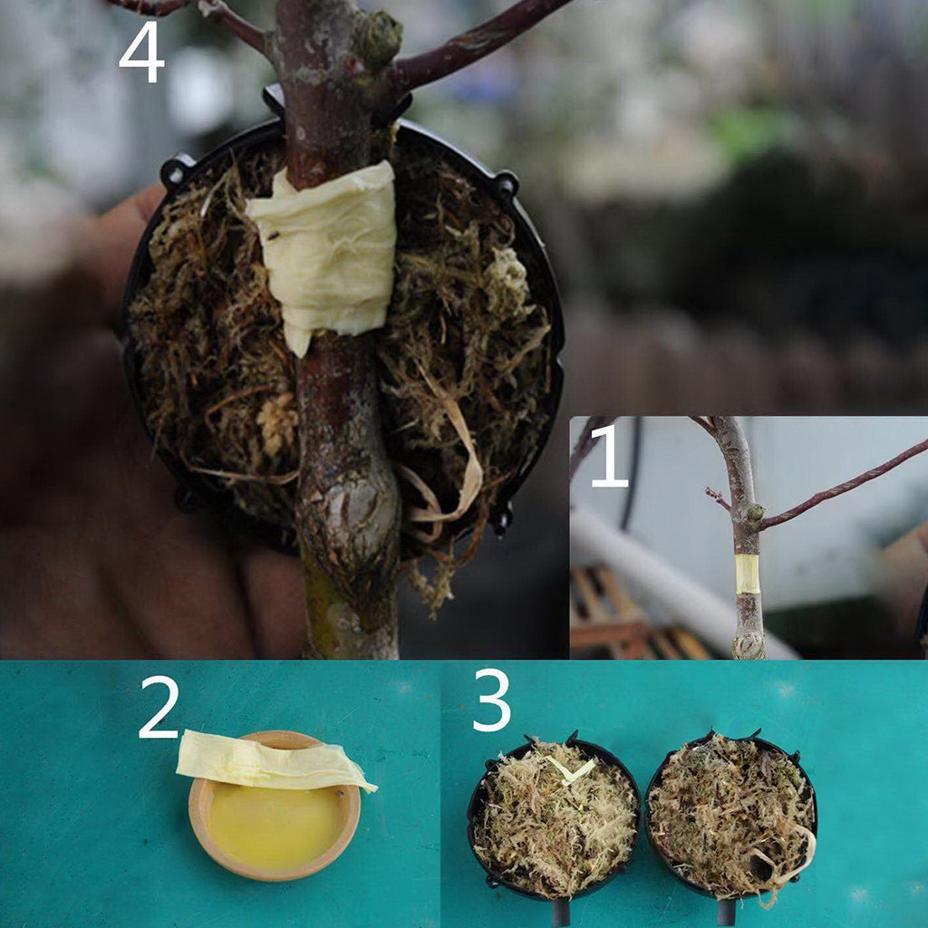 Plant Root Growing Box Garden Tool Plant Rooting Device High Pressure Propagation Ball High Pressure Box Grafting jardin