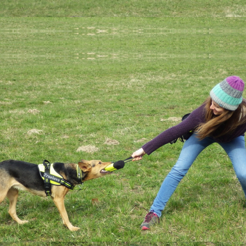 Truelove kæledyr hund træning poser snack taske hund kæledyr foder lomme pose hunde snack belønning talje taske træning adfærd hjælpemidler