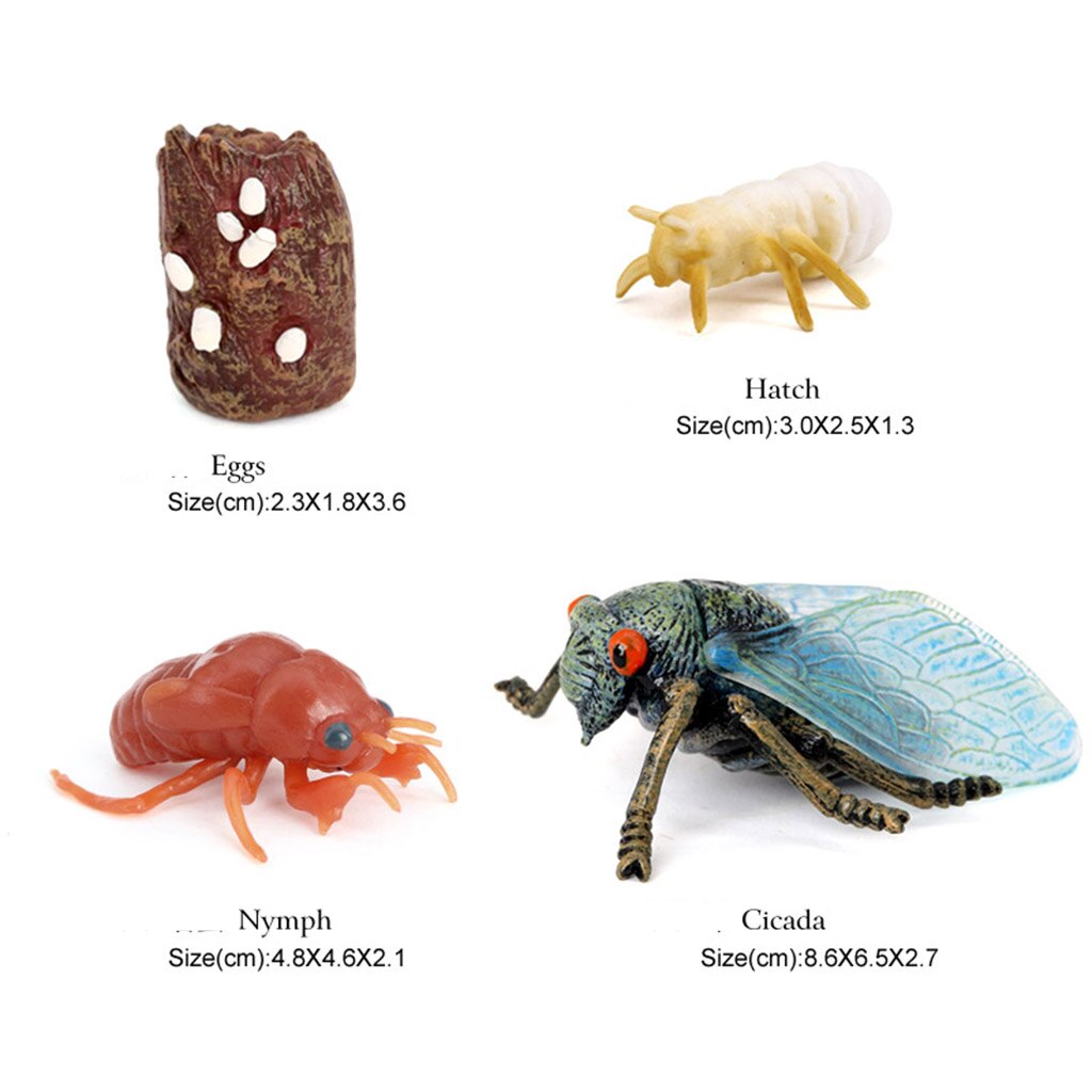 Figuras de ciclo de vida de 4 piezas, juguete educativo de insectos de plástico, modelo auténtico pintado a mano