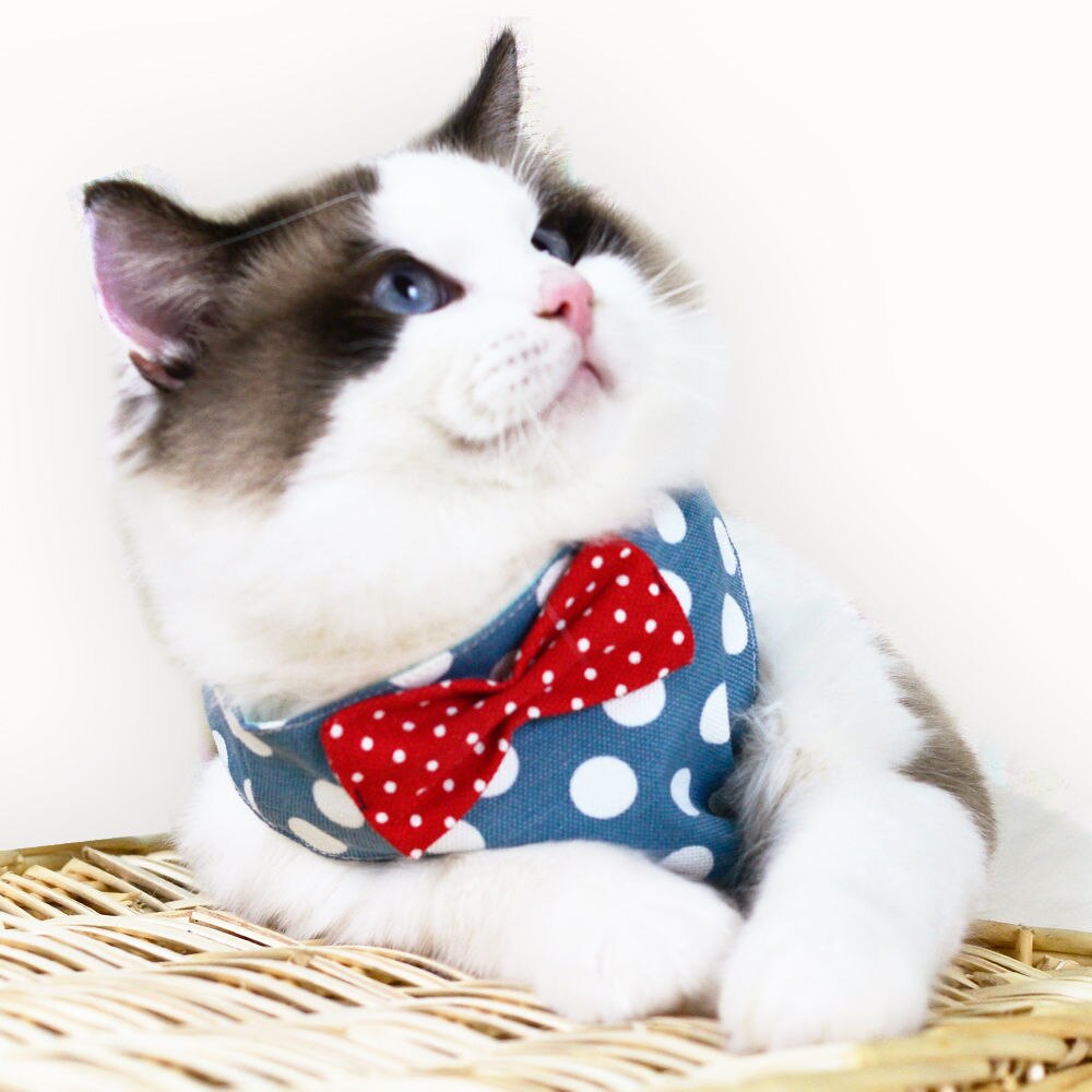 Cat's special traction rope walking cat rope cat chain to prevent from breaking free chest strap traction belt cat rope pet