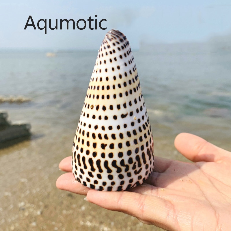 Aqumotic Natuurlijke Zwarte Maïs Schelp Slak Fish Tank Ornament Aquarium Landschapsarchitectuur Schieten Props Home Collectie Ornamenten