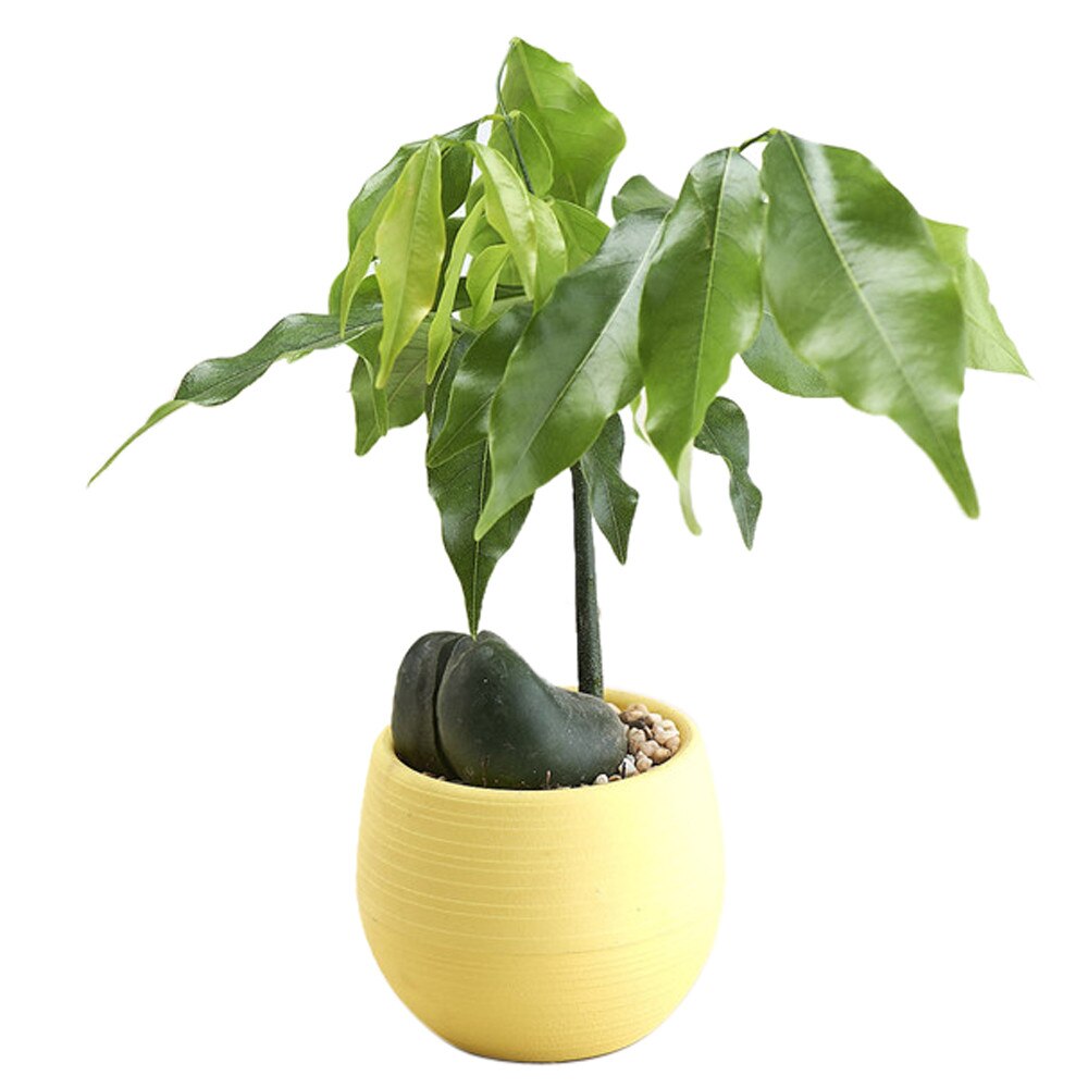 Products Mini Colourful Round Plastic Plant flower pot Home Office Decor Round Plastic Planter Flower Pot maceteros: Yellow