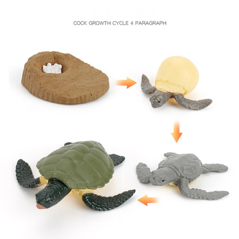 Animals Growth Cycle Life Model Set Frog Ant Mosquito Sea Turtle Simulation Model Action Figures Teaching Material For Kids: Turtle Life Cycle