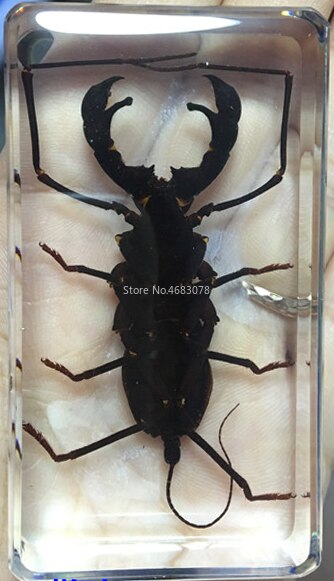 1 stykke møgbilleprøve skorpion i klar harpiks pædagogisk udforske instrument skole biologi undervisningsartikler 73 x 41 x 20mm