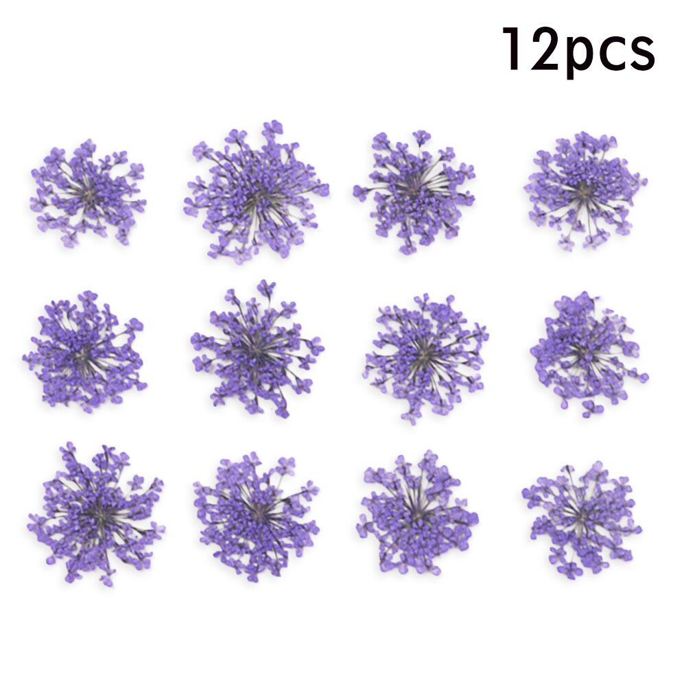 12/30Pcs Pressed Dried Ammi Majus Flower Dry Plants Necklace Jewelry Making Craft DIY Accessories Artificial Flower Decorations: 07