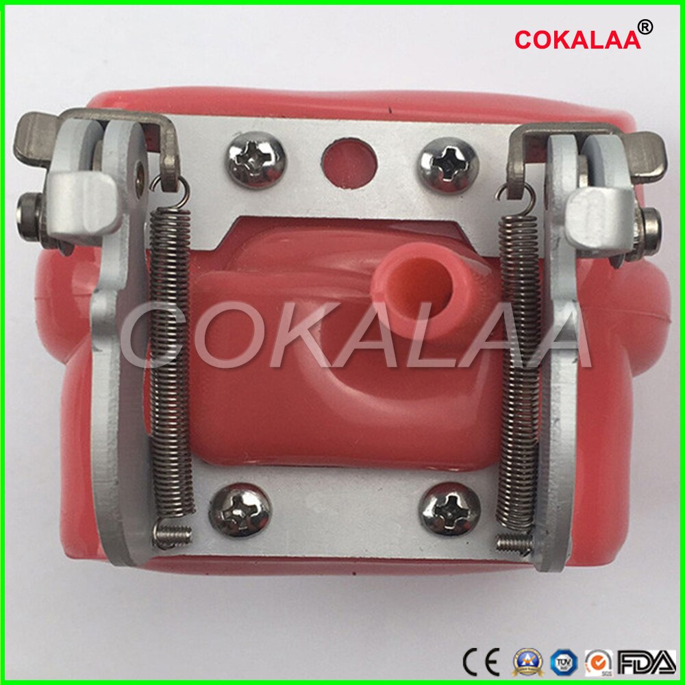 Student Learning Model Dental phantom head model Silicone Mask with 28 Pieces Screw Fixed Teeth