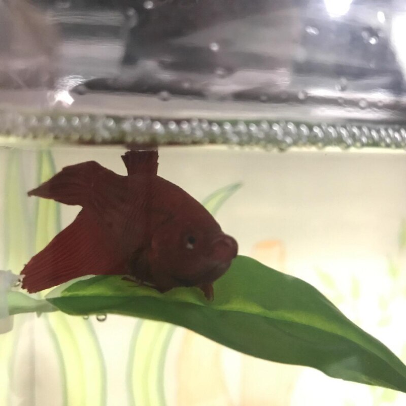 Betta Leaf Aquarium Supplies Fish Tank Pet Decoration Landscaping Simulation Leaf Betta Spawning Resting Leaf