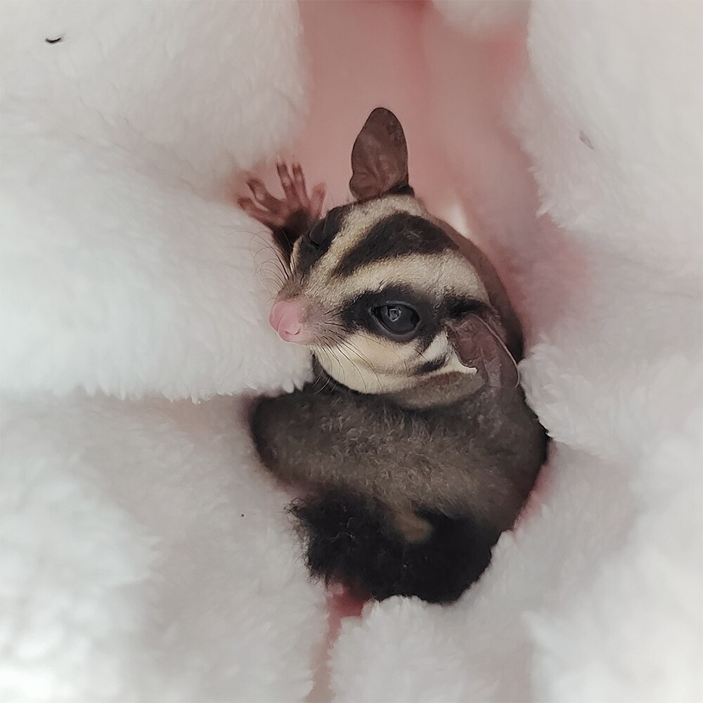 Riippumatto hamsterille kukka rotta laukku soopeli marsu superpehmeä tunneli pehmopesä pieni lemmikki lämmin puuvilla pesä