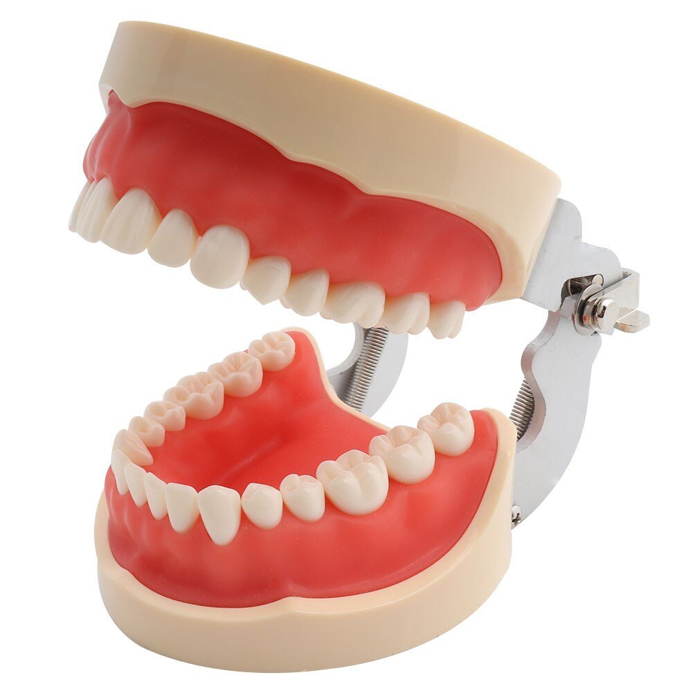 Dental Model Teeth Model Dental Teaching Model Standard Model with 32 Screw-in Teeths Demonstration Soft Hard Gum 28 24 Teeth