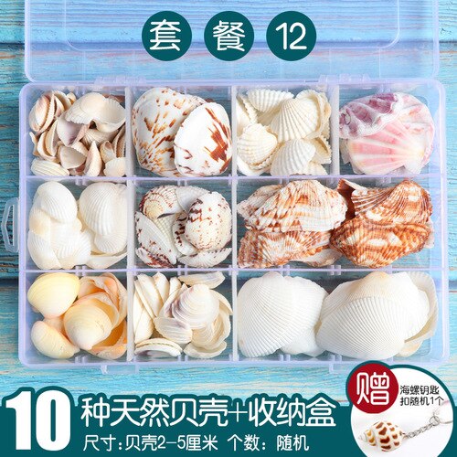 Natuurlijke Shell Schelp Exemplaren Populaire Wetenschappelijke Materialen Conch Geschenkdoos Kleuterschool Voorschoolse Mariene Biologie Collection Craft: 12