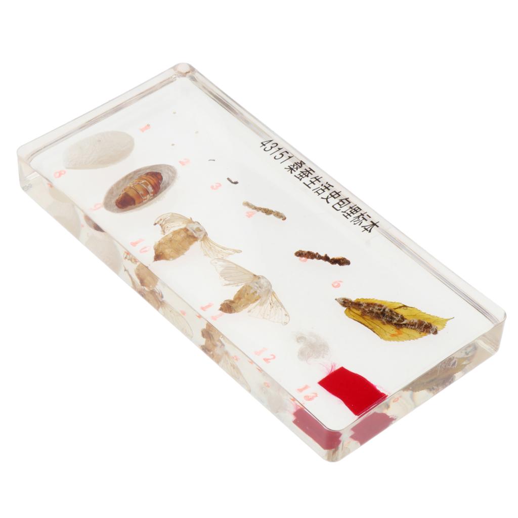 Kids Children Specimen Educational Explore Instrument School Biological Teaching Aids Biological Supplies: silkworm