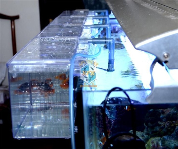 Auszusetzen Aquarium arcylic Guppy Baby kleine fische trennung zucht Kasten krank fisch fördern