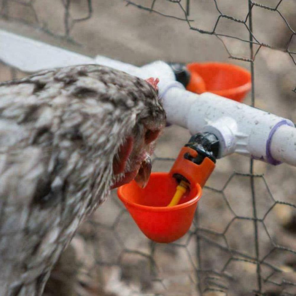 10 stk kylling hængende kop drikke springvand fugle vand skål drikkekopper til baghave kyllingeflok automatisk fjerkræ vanding