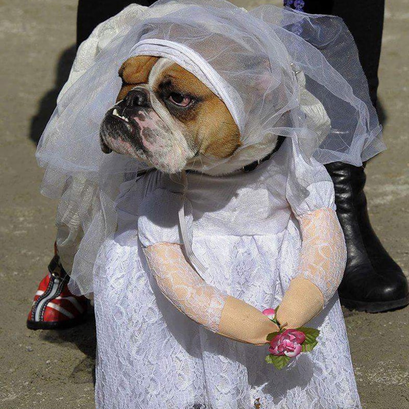 [MPK Store] Wedding Gown for Dogs, Beautiful Dog Wedding Dress, Pet Wedding Costume