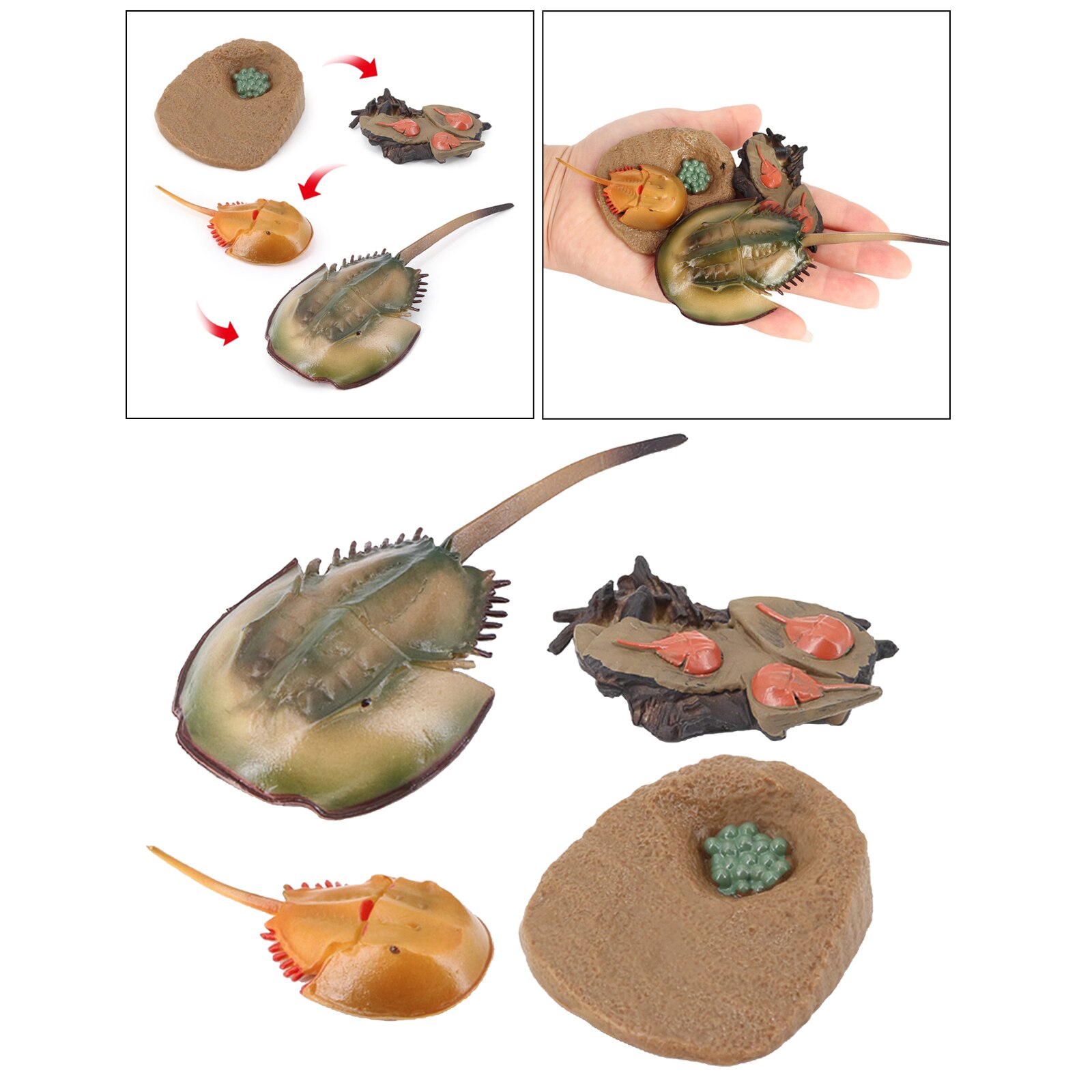 NATURE GROWTH TOY ANIMAL GROWTH CYCLE TEACHING AIDS REALISTIC