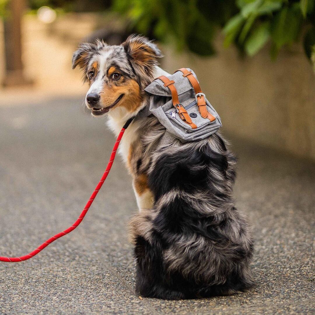 Mochila de viaje para Perros Bulldog, bolsa de transporte de estilo británico para perros pequeños, a la , accesorios para perros