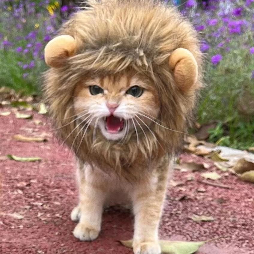 Leuke Grappige Huisdieren Kleding Cap Leuke Kat Pruik Lion Manen Kostuum Cosplay Kitten Hond Hoed met Oren Fancy Feestartikelen