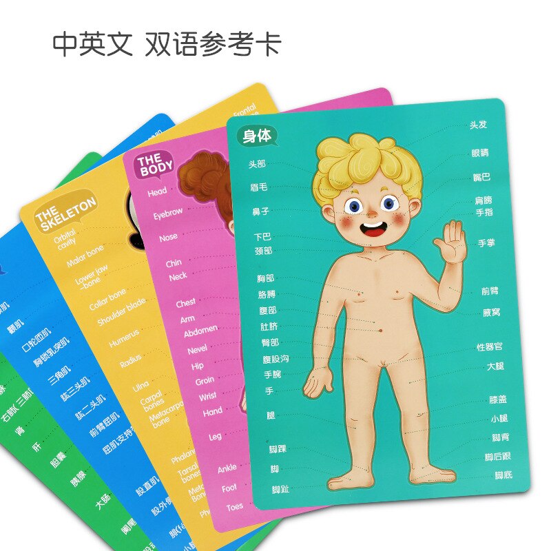 Vroegschoolse Educatie Educatief Speelgoed Magnetische Menselijk Structuur Cognitieve Puzzel 4 Lagen Jongens En Meisjes Kleuterschool