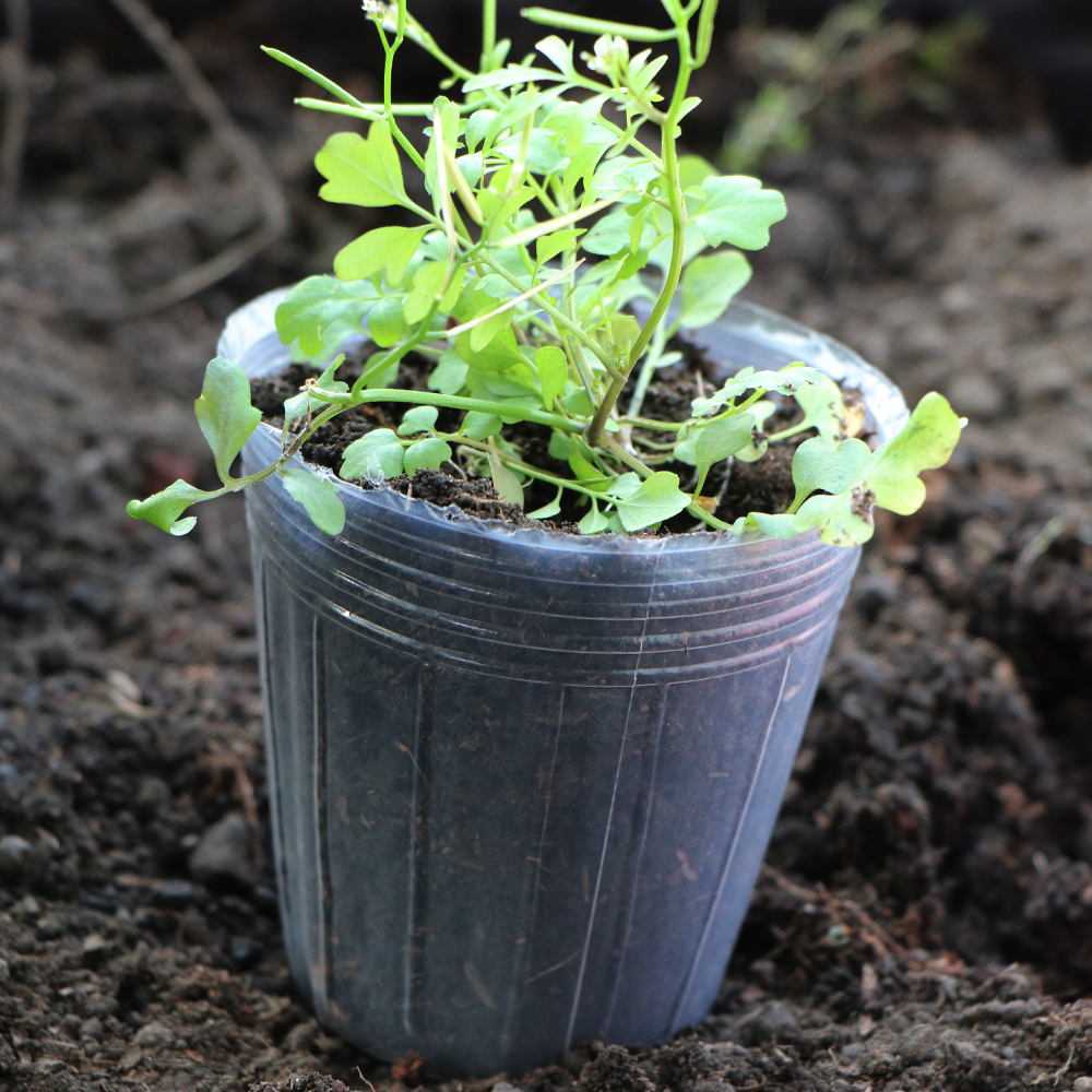 10 Stück wiederverwendbare Transparenz-Orchideen-Kinderzimmer-Topfpflanzen wachsen Ernährungsbecher für Gartenblumen, Umpflanzen, Vermehrungsbehälter