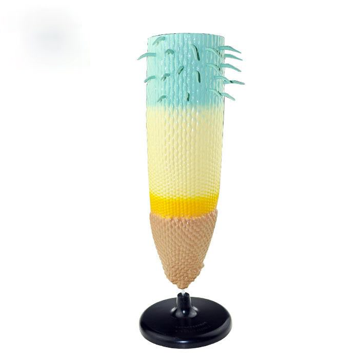 Plant Root System Anatomical Model Root Profile Models Cognize Root Structure Props Biologic Teaching Aids Supplies