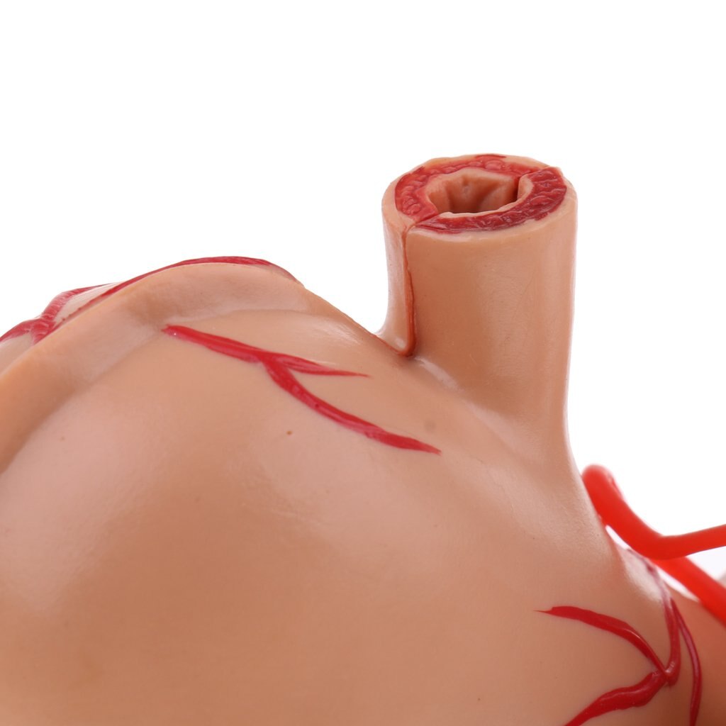2: 3 Human Stomach Model Digestive System Structure Anatomical Model for School Teaching Tool Learning Display Lab Supplies