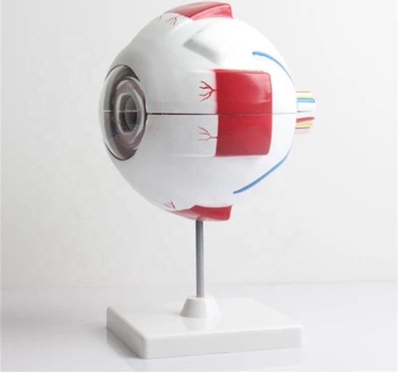 Ophthalmic ltb -m1 human eyeball undervisning model medicin til