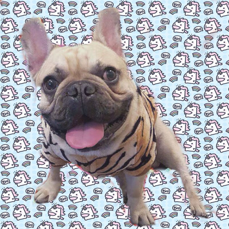 Desenhos animados outono inverno roupas de cachorro quente tigre bonito pet papillon casaco para cães pequenos bulldog francês pug chihuahua ggc18