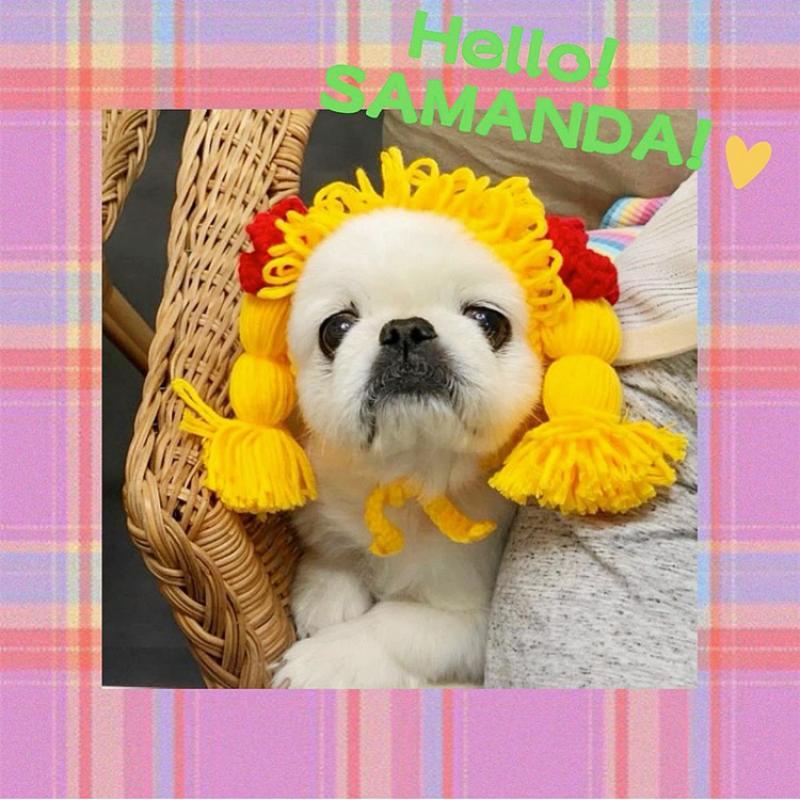 Funny Pet Cat Cap Cute Hair Loop Headgear Cosplay Small Dogs Kitten Knitted Hat Cat Costume Warm Winter Headdress Dog Supplies