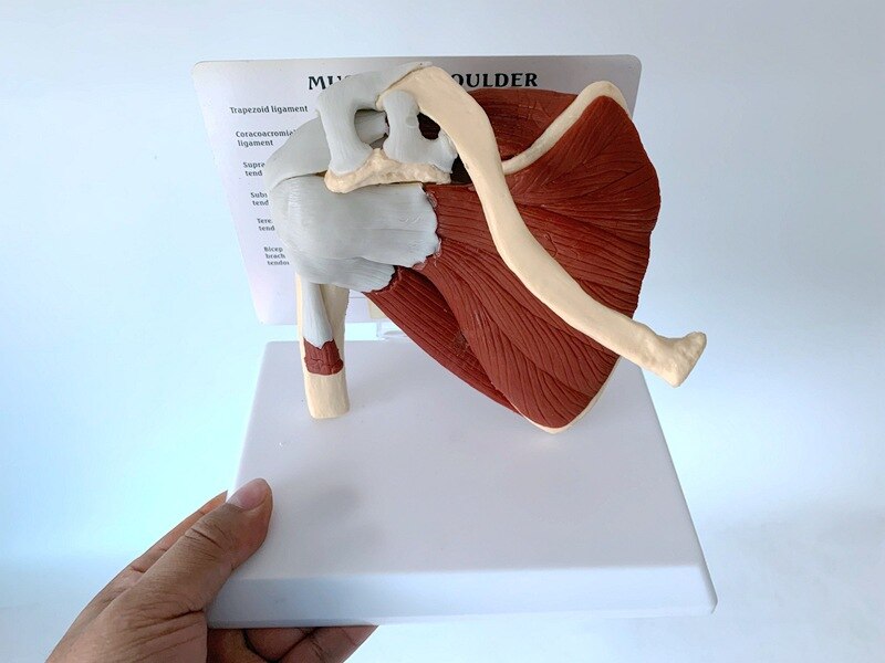 Schouderblad Claviculaire Spier Model Medische Leermiddelen Voor Functionele Ligament Van Skelet Gezamenlijke Van Menselijk Skelet