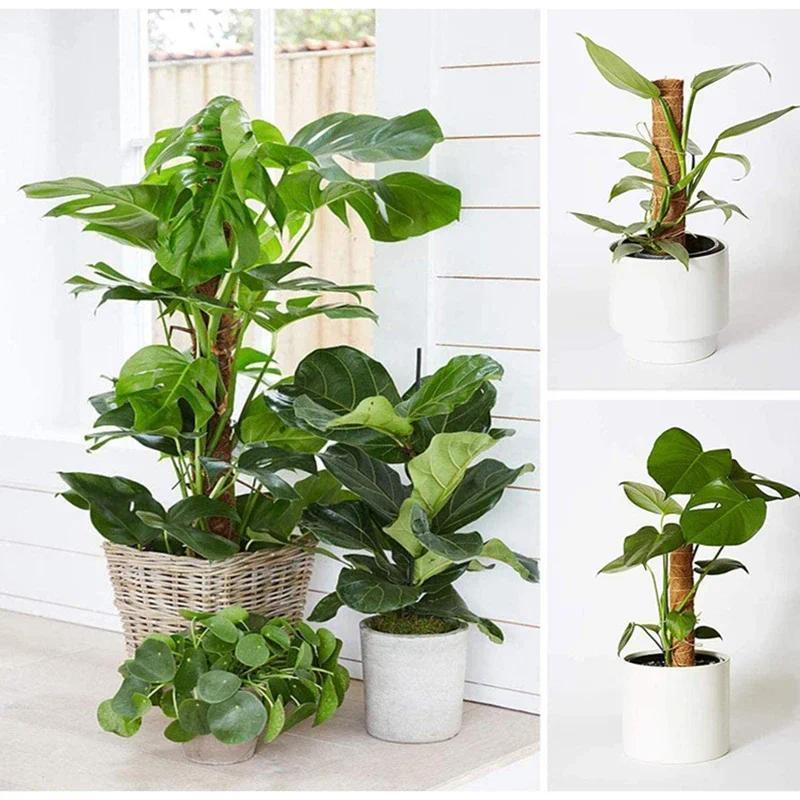 30cm/50cm planta trepadora asta tótem de coco de jardinería segura para plantas trepadoras enredaderas y enredaderas soporte de plantas