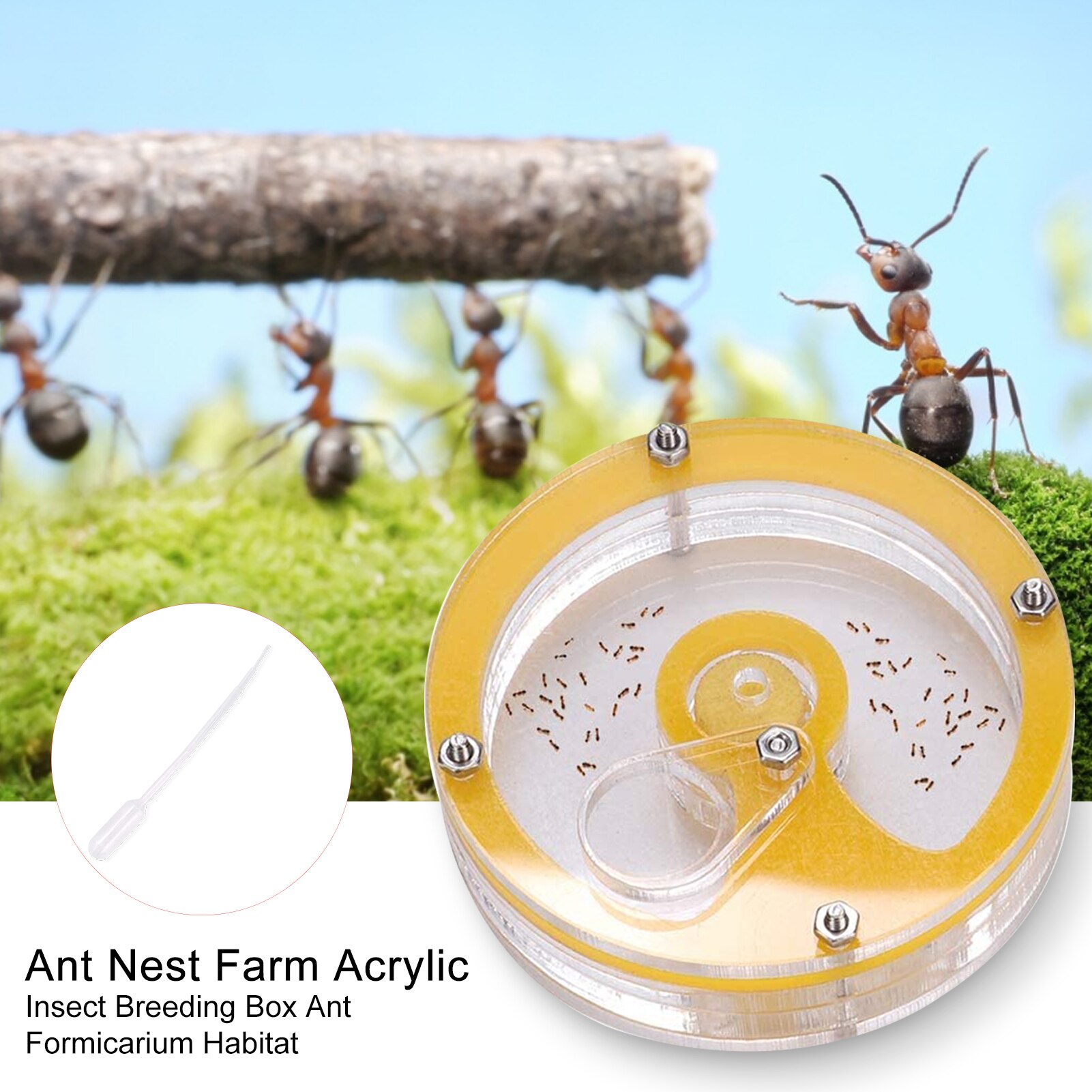 Ant Nest Boerderij Acryl Insect Fokken Doos Mier Formicarium Habitat Kleur Verzonden Willekeurig