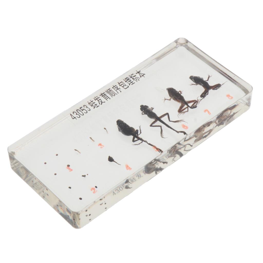 Kids Children Specimen Educational Explore Instrument School Biological Teaching Aids Biological Supplies