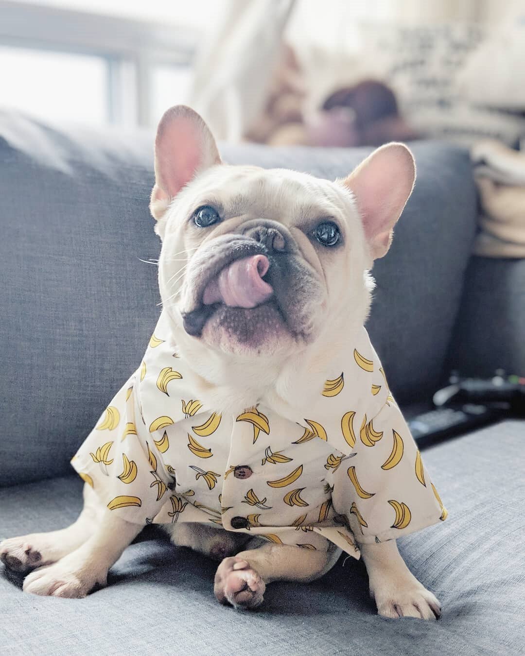 SUPREPET ubranka dla psów jesienna dżinsowa koszulka dla szczeniaka Retro przystojny pies kostium dla buldoga francuskiego zwierzęta poluzuj szczeniak moda garnitur: Banana / L