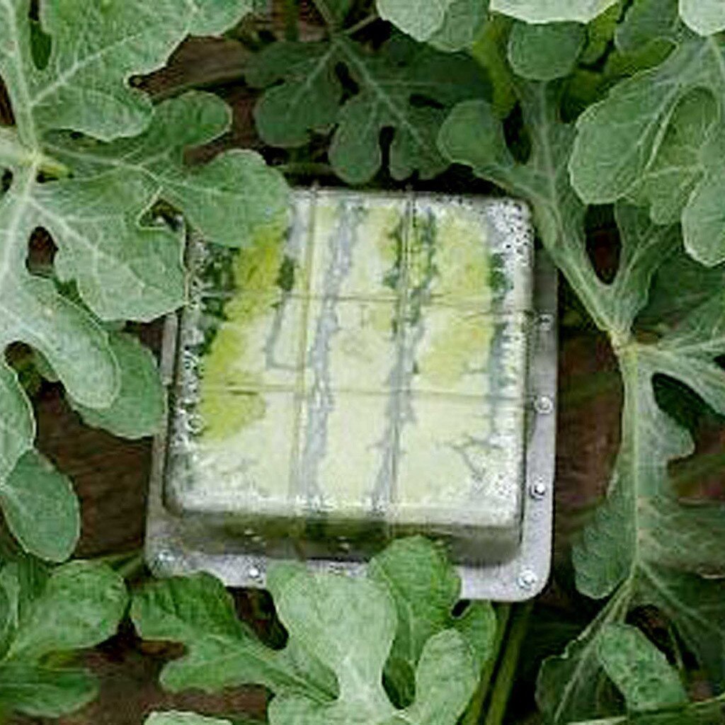 Firkantet vandmelon, der former vækstforme, frugtvækstdannende skimmelværktøj haveplantevækst danner 15 x 15cm