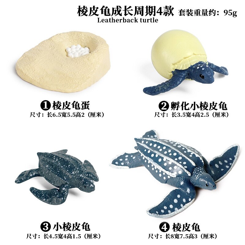 Models Growing Process Enlightenment Toys Furnishings Children's Wild Animals Knowledge Science,Home Entertainment: Leatherback