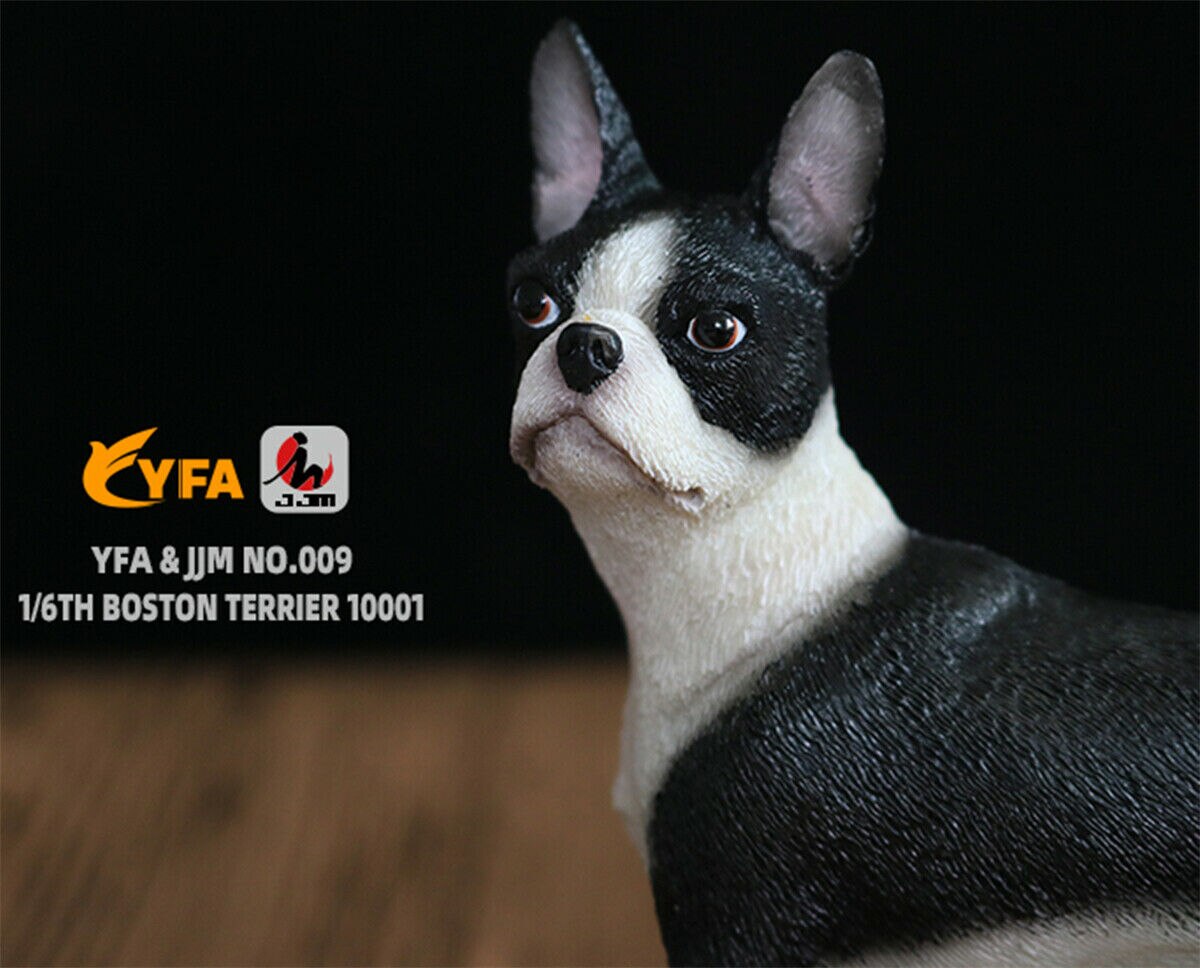 JJM-figura para mascotas de perros Boston terrier, juguete para de PVC, juguete para educativo para niños, escala 1/6