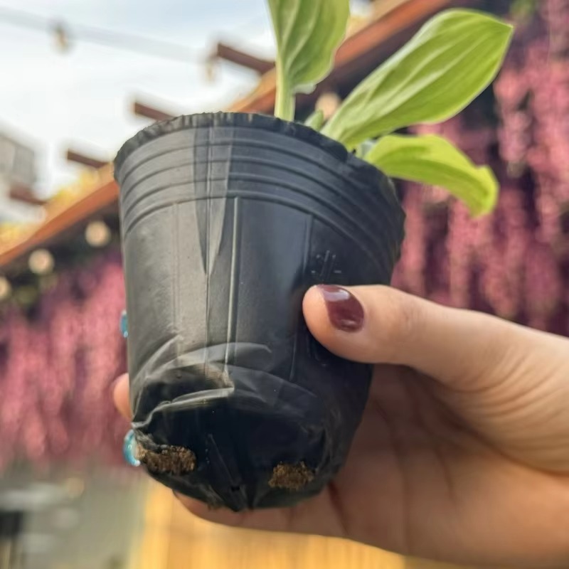 300/50PCS Thickened Seedling Bag with Holes Plastic Flowerpot Flower Plant Breathable Container Garden Vegetable Planting Pots
