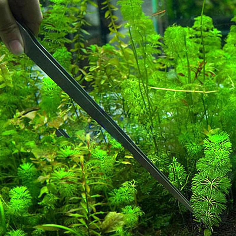 Rvs Water Gras Clip Water Gras Pincet Gebogen Aquarium Levende Plant Pincet Garnalen Reef Aquarium Voeden Gereedschap