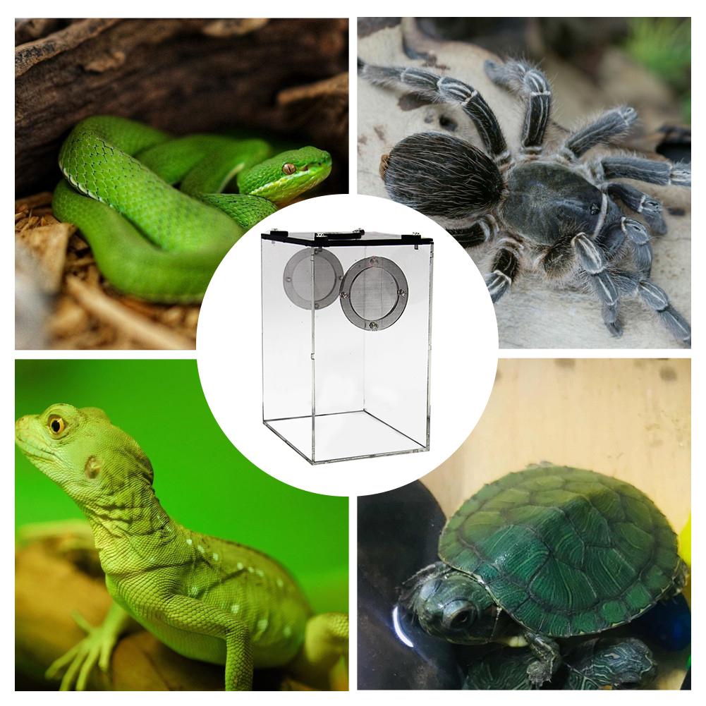 Reptile Feeding Box Transparent Panorama Insect Breeding Box Snake Spider Lizard Breathable Reptile Breeding Container