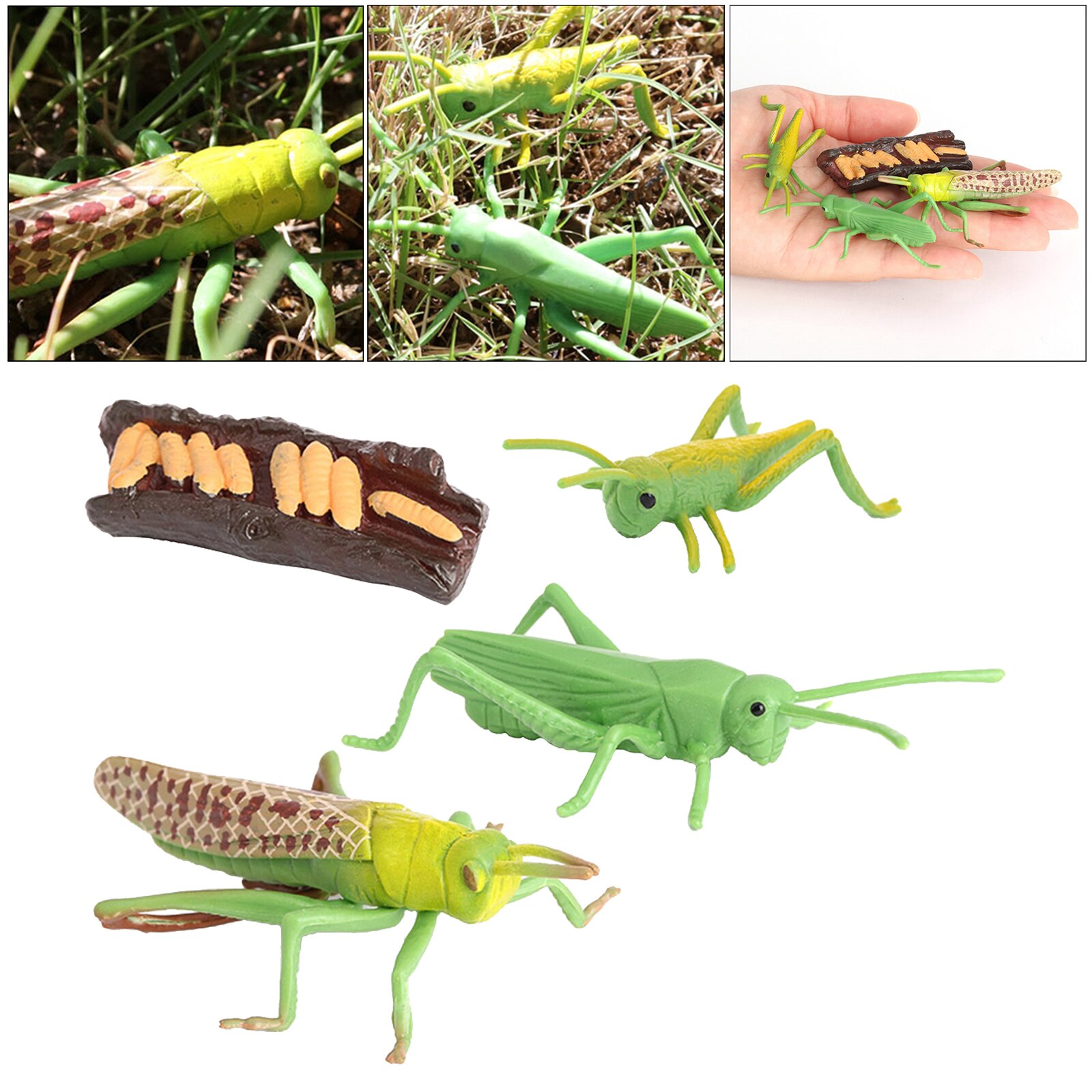 Figura de crecimiento de saltamontes naturales, juguete de simulación de plástico, para educación, fantasía, juguetes de biología, ayuda para enseñanza, temática