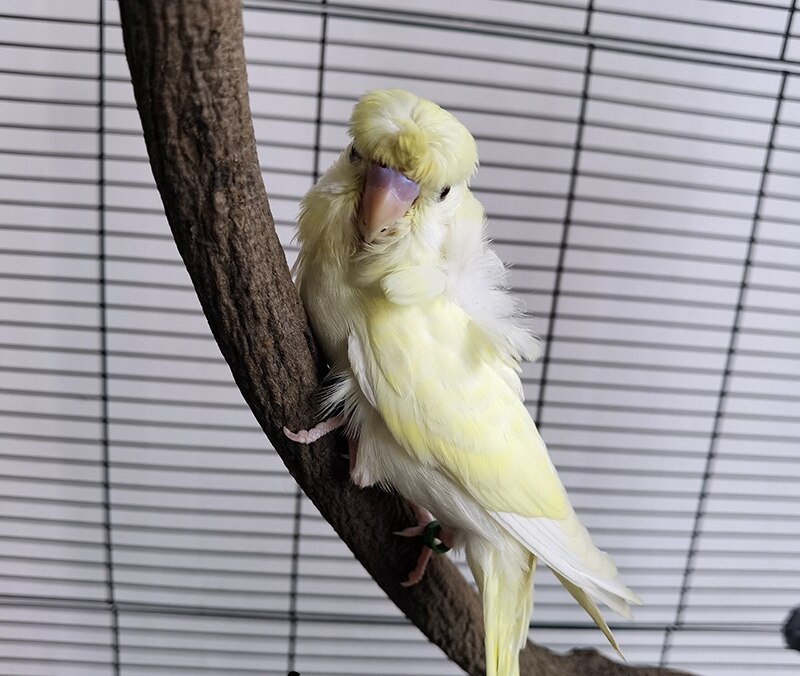 Estante de madera maciza para loros, poste de rama en forma de S, soporte combinado para jaula, suministros para pájaros ZA263
