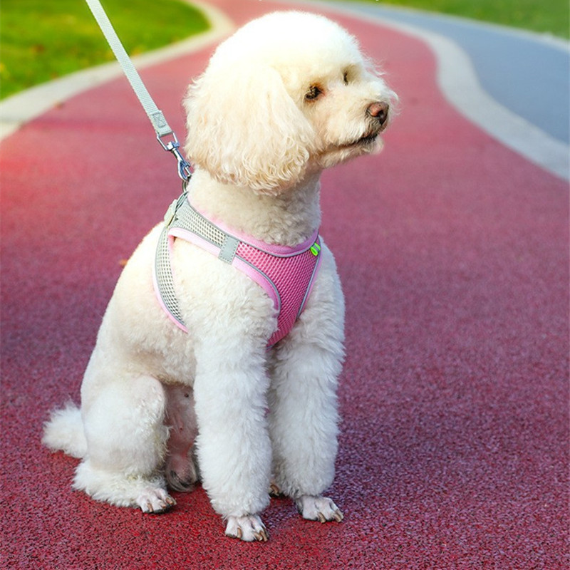 Hond Harnas Vest Met Leiband Voor Kleine Honden Verstelbare Pet Borstband Hond Kat Halsbanden Outdoor Wandelen Lead Riemen XXS-L harnas