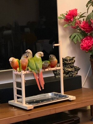39*36*23cm fugle siddepinde papegøje legeplads foderbakke papegøjeklokke bordplade papegøje legestand til conure cockatiel parakit finke