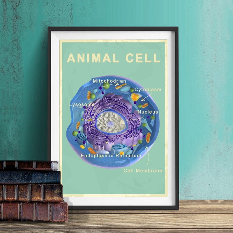 Animal and Plant Cell Biology Posters and Prints Science Educational Wall Art Painting Pictures Laboratory Office Decor