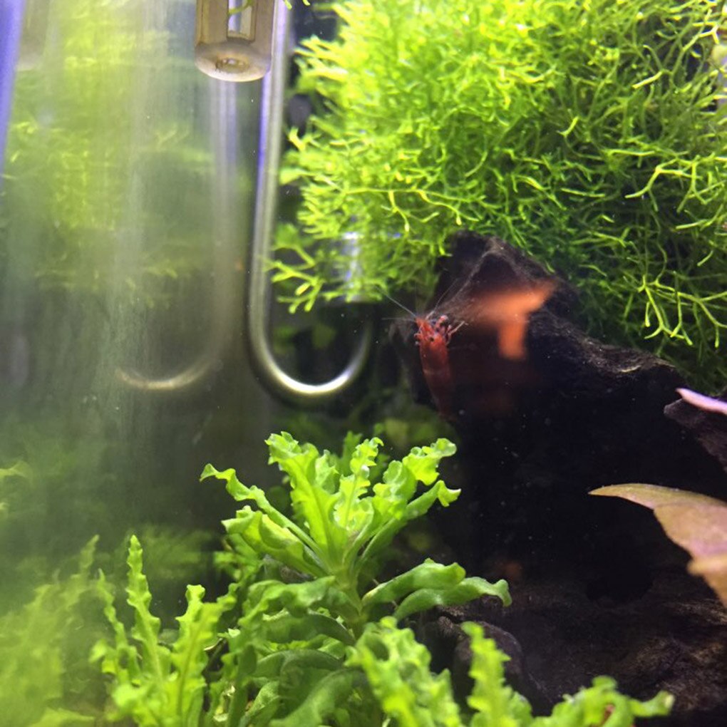 Aquarium CO2 Bubble Diffuser Aquatic Plant Stainless Steel CO2 Tiny Bubble Carbon Dioxide Atomiser