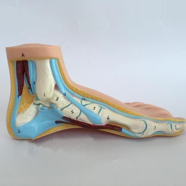 Anatomie médicale pied humain pied Normal pied plat et arqué modèle d'anatomie modèle de croquis humain pieds plats pieds hauts arqués modèle: normal